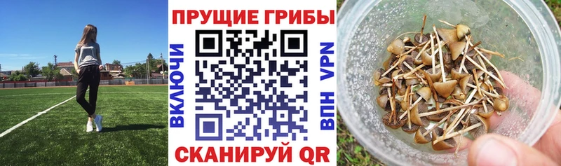 Псилоцибиновые грибы Psilocybine cubensis  сайты даркнета наркотические препараты  Люберцы 